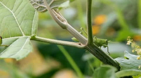 Grasshopper Stock-Footage 12519603