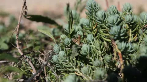 Grasshopper Stock Footage 18196260