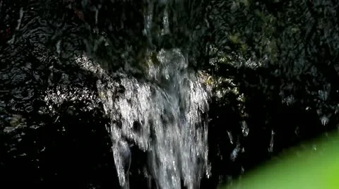 Grasshopper Video stock 22250347