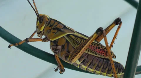 Grasshopper Stock Footage 25984357