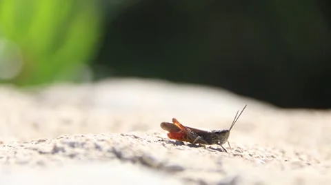 Grasshopper 스톡 동영상 42566861