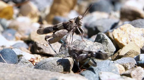 Grasshopper Stock Footage 54717797