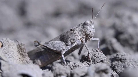 Grasshopper Stock Footage 81014600
