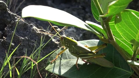Grasshopper Stock Footage 83146553
