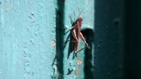 Grasshopper Stock Footage 93126147
