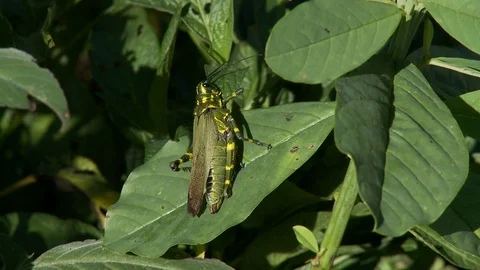 Grasshopper Stock Footage 100648738