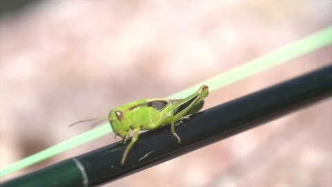 Grasshopper Stock Footage 101436598