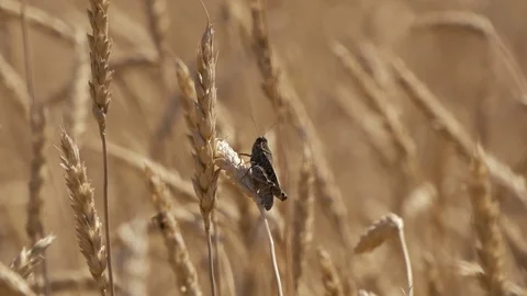 Grasshopper Stock Footage 114573427