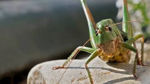 Grasshopper 스톡 동영상 117289467