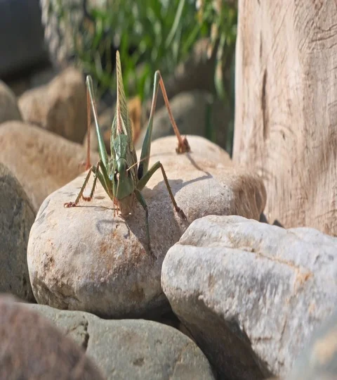 Grasshopper Stock Footage 117824240
