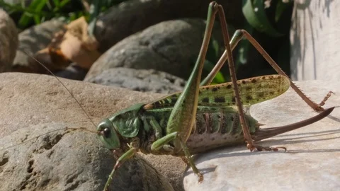 Grasshopper 스톡 동영상 118261305