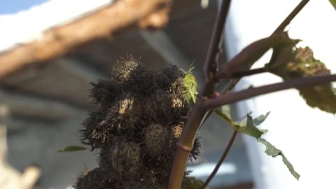 Grasshopper Stock Footage 122150550