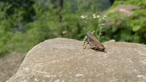 Grasshopper Stock Footage 134621793