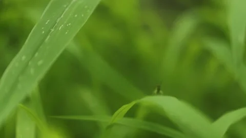 Grasshopper Stock Footage 134984264