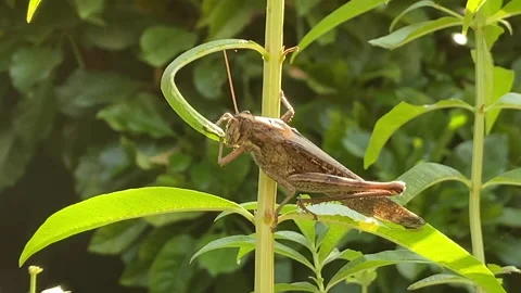 Grasshopper 動画素材 143044792