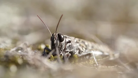 Grasshopper Stock Footage 148343340