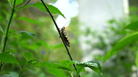 Grasshopper Stock-Footage 221846610