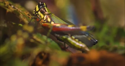 Grasshopper Stock Footage 234179124