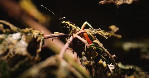 Grasshopper Stock Footage 234179914