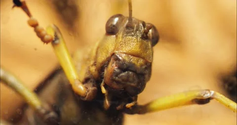 Grasshopper Stock Footage 234180542