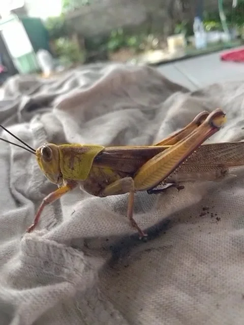 Grasshopper Stock Footage 240786547