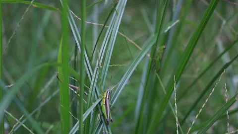 Grasshopper Stock Footage 241519676