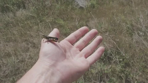 Grasshopper Stock Footage 246406061