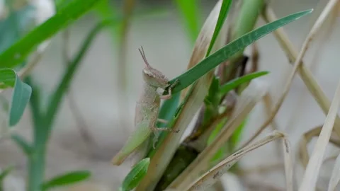 Grasshopper Stock Footage 249657494