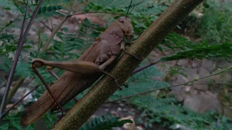 Grasshopper Stock Footage 255927076