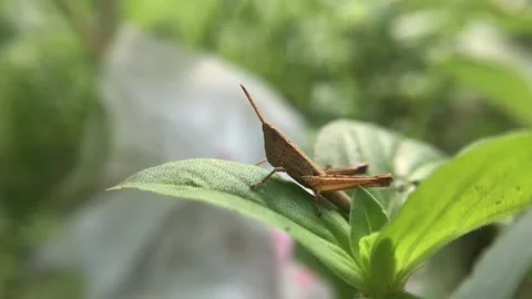 Grasshopper Stock Footage 262215071