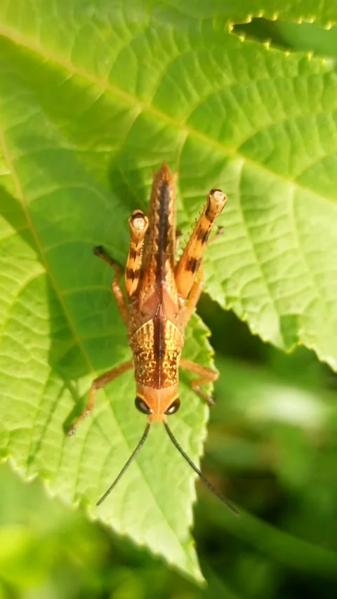 The grasshopper Stock-Footage 265039076