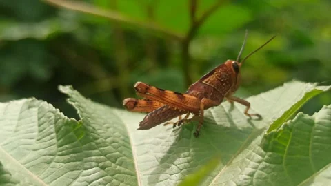 The grasshopper Stock Footage 265039220