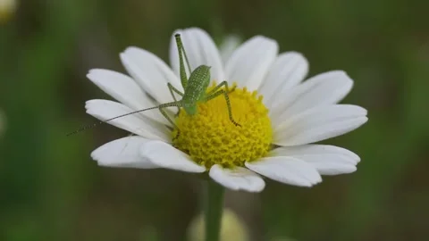 Grasshopper Stock Footage 267083655