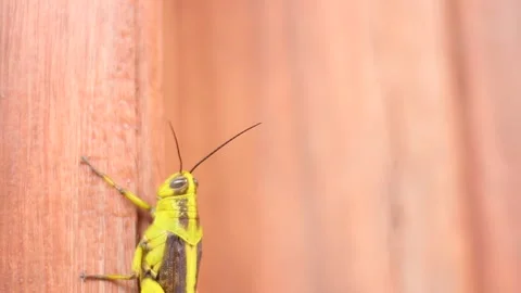 Grasshopper Stock-Footage 273020925