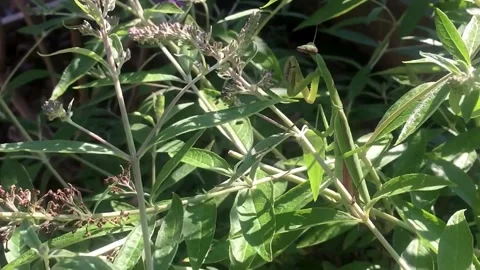 Grasshopper Stock Footage 279839621