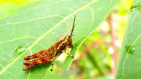 A Grasshopper Stock Footage 283878192