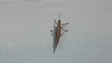 Grasshopper Stock Footage 289394253