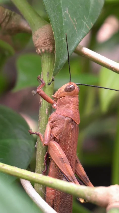 Grasshopper Stock Footage 315541413
