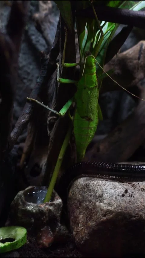 Grasshopper Stock Footage 317998750