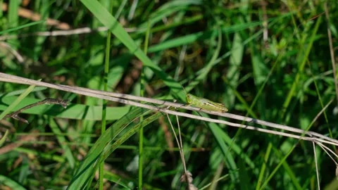 Grasshopper. Stock Footage 329767972