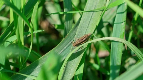 Grasshopper. Stock Footage 329767982