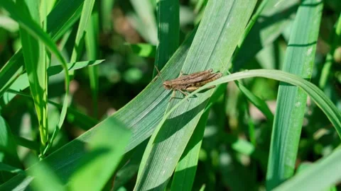 Grasshopper. Stock Footage 329768005