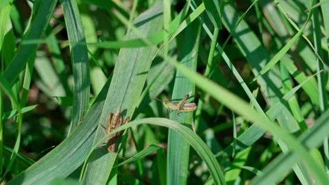 Grasshopper. Stock Footage 329768296