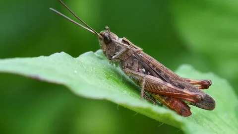 Grasshopper 스톡 동영상 333048092