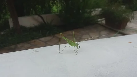 Grasshopper Footage Video stock 248093405