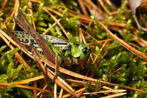 Grasshopper in a forest Stock Photos