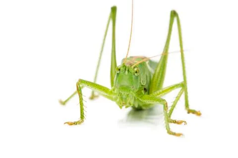 Grasshopper from front Stock Photos