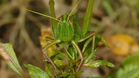 Grasshopper Gaze Stock Footage 233895535