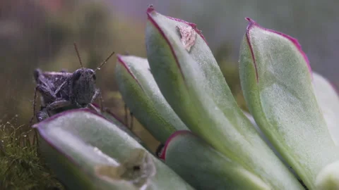 Grasshopper gets misted Video stock 171425808