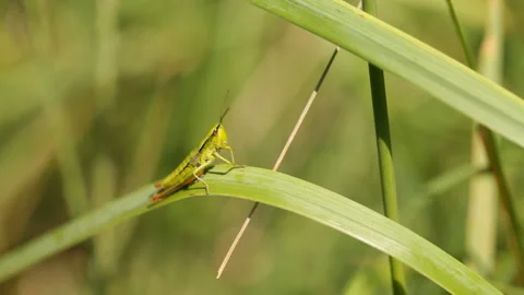 Grasshopper on grass blade Video stock 90390665
